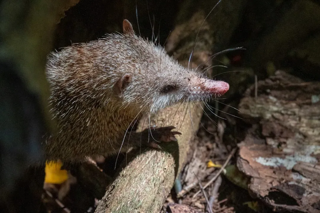 6. Small Mammals: Night Creatures That Seized the Day (Image Credits: Unsplash)