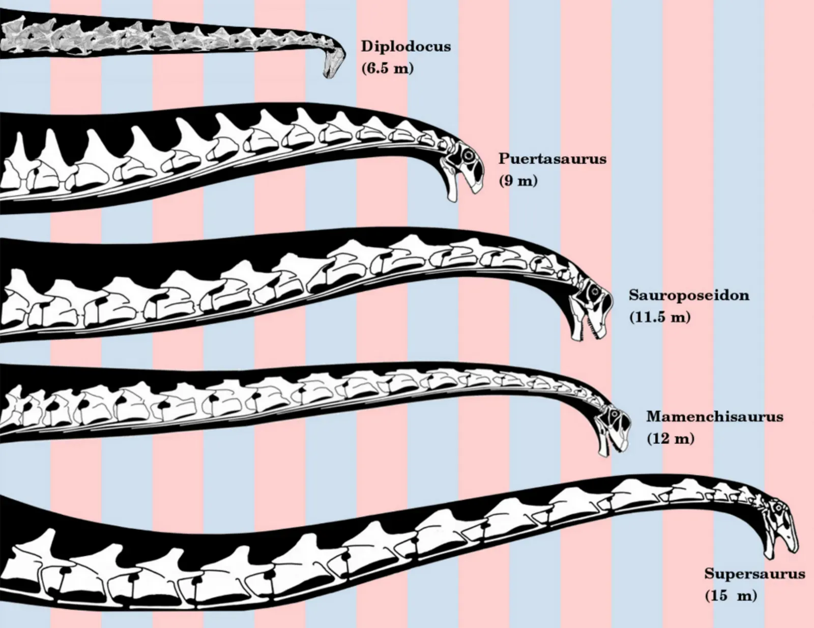 3. The Long Neck: Nature's Most Efficient Foraging Tool (By Michael P. Taylor​, Mathew J. Wedel, CC BY 4.0)
