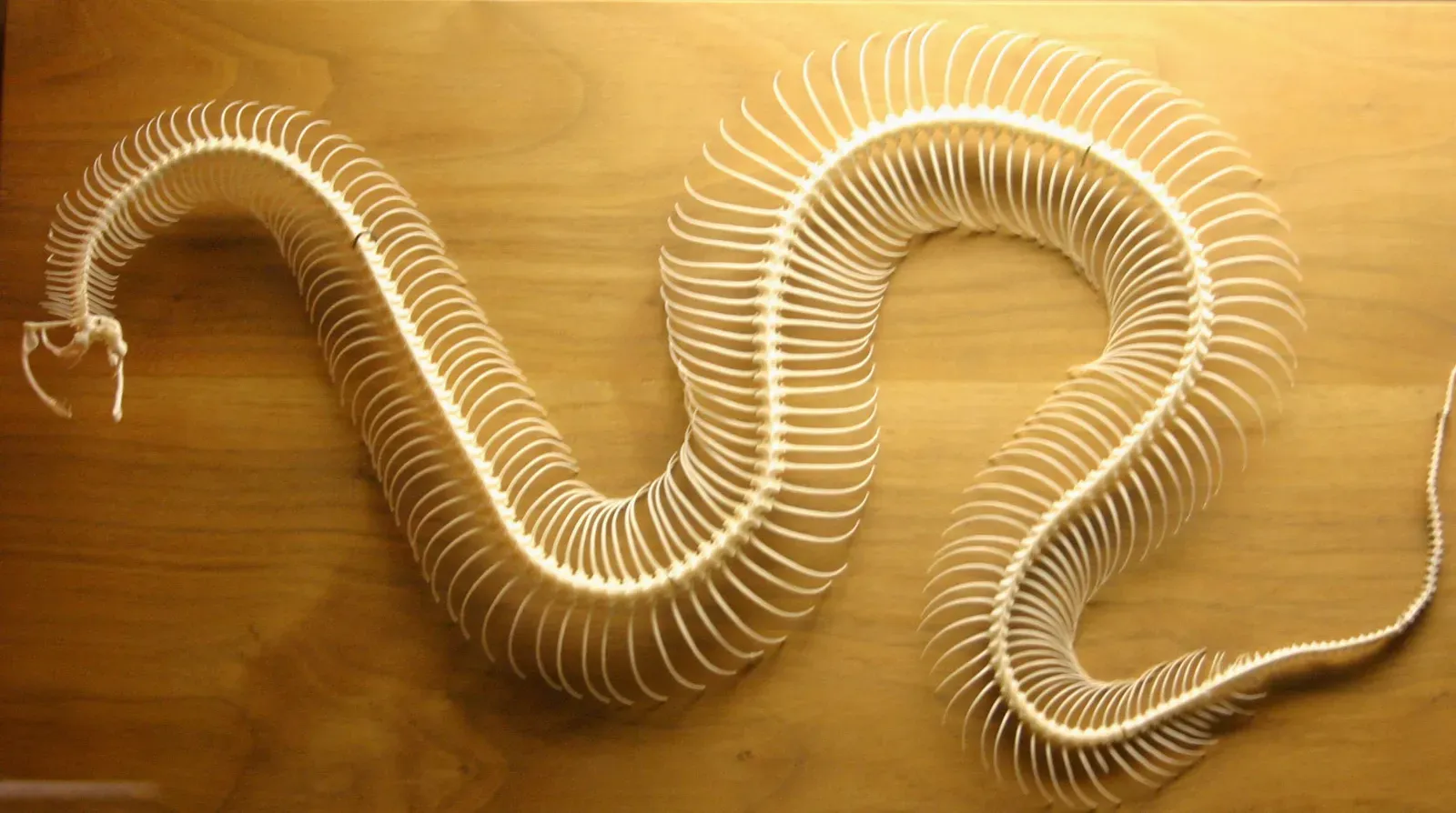 The Bigger Pattern: Evolution Rarely Starts From Scratch (originally posted to Flickr as 299_9983, CC BY 2.0)