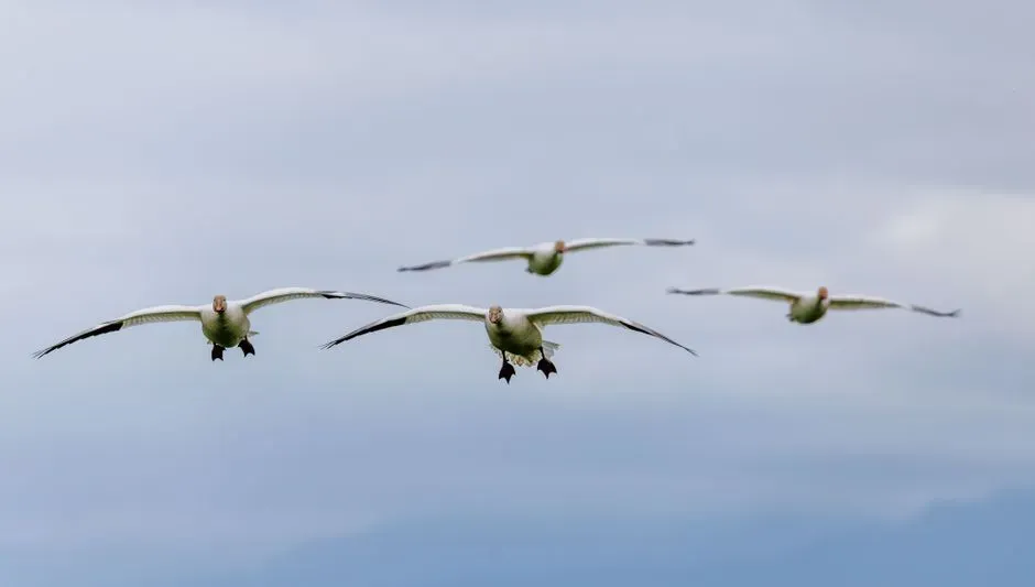 #5 - "Birds Always Return to the Exact Same Spot" (Image Credits: Pexels)