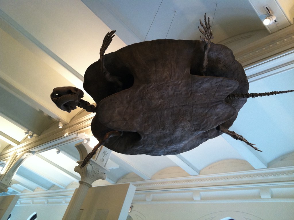 Turtles: Shell-Protected Survivors of Ancient Seas (Image Credits: Flickr)