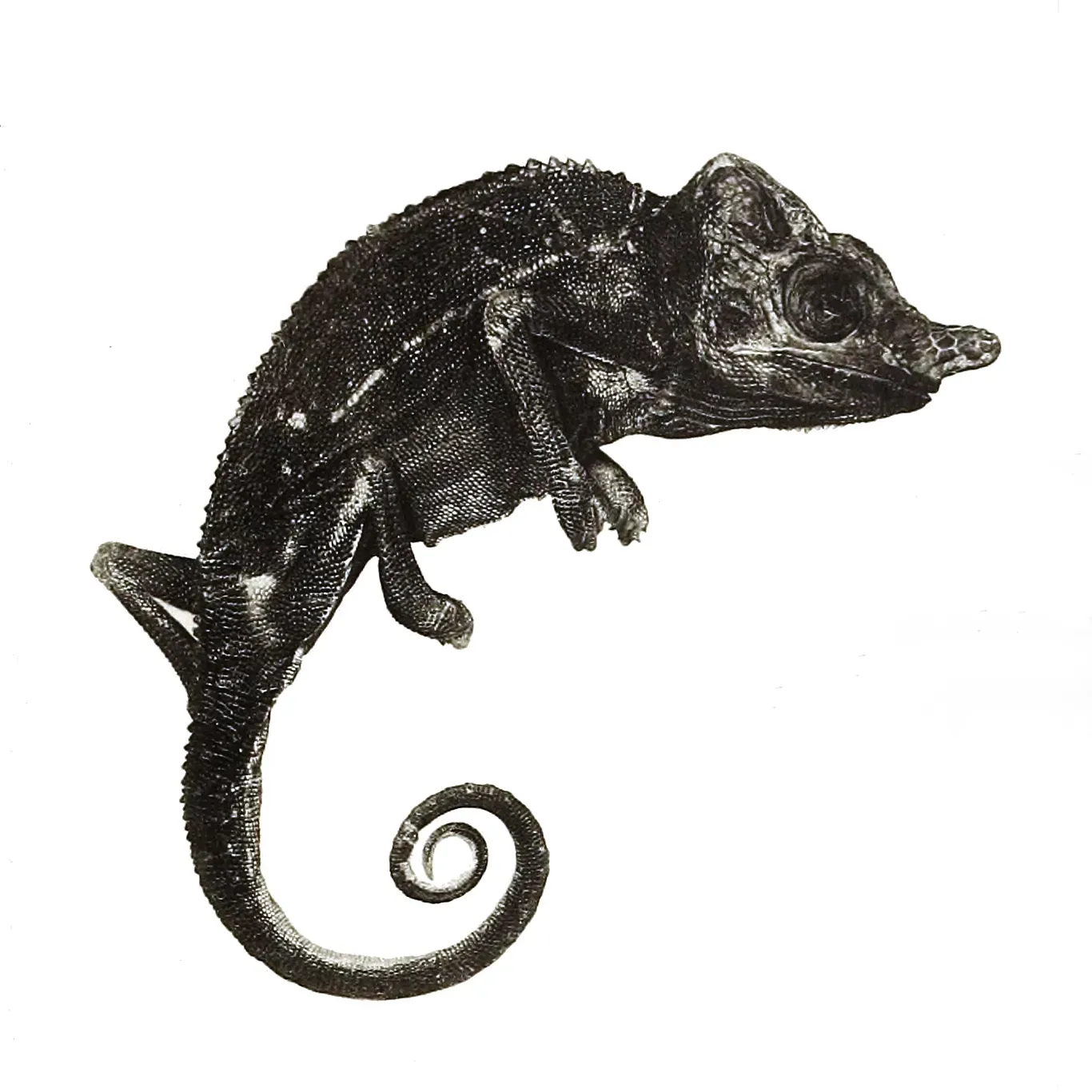 #10 - The Chameleon That Vanished for a Century (This file was derived from: Chameleon voeltzkowi 1913.png:, Public domain)