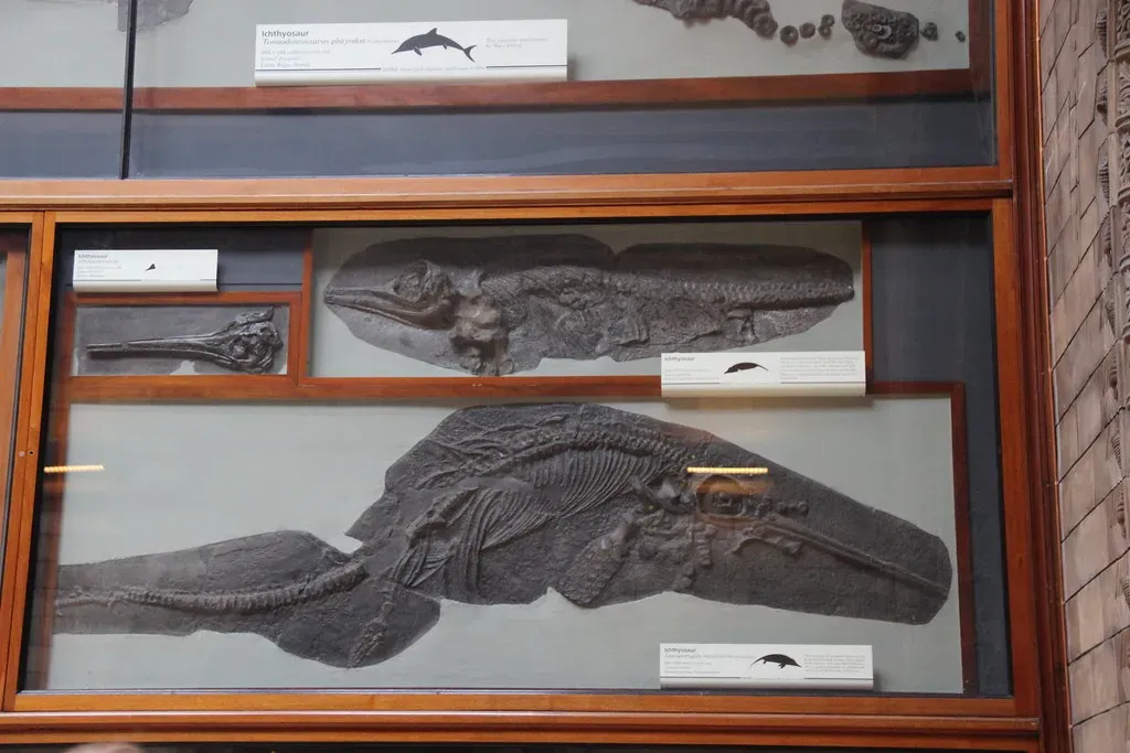 1. Mary Anning and the Monsters She Pulled from the Cliffs (Image Credits: Flickr)