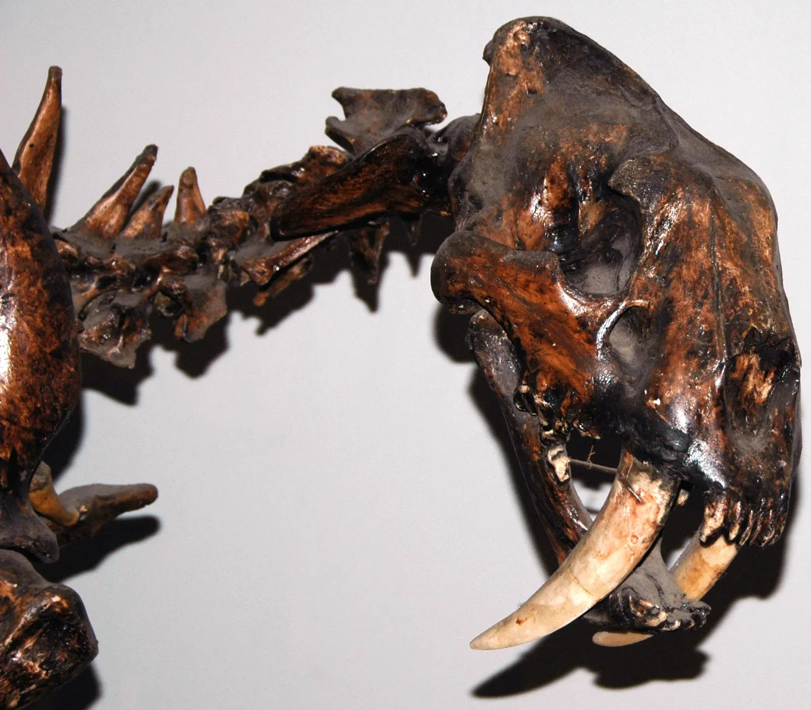 #7 - Its Canines Were Serrated Like a Built-In Hunting Knife (Smilodon fatalis saber-toothed tiger (Upper Pleistocene; California, USA) 4, CC BY 2.0)