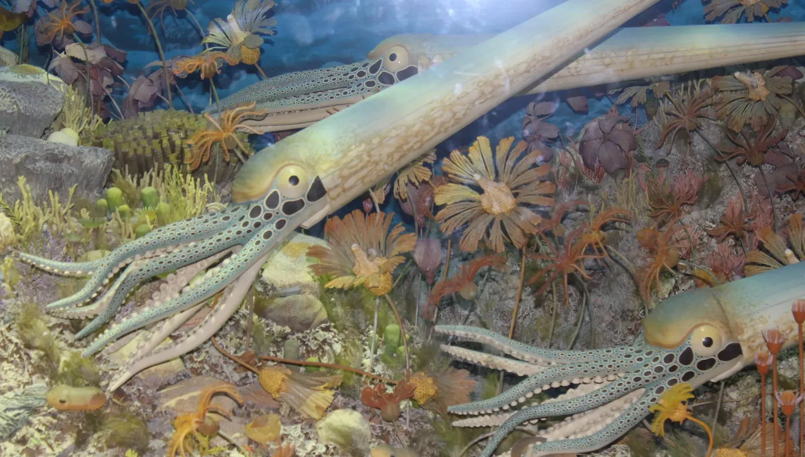 Ocean Creatures Tracked Shifting Oxygen Zones (Image Credits: Wikimedia)