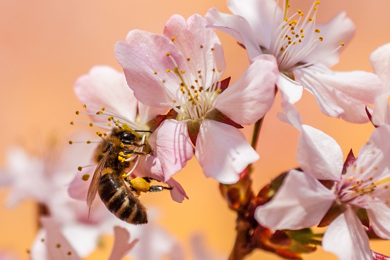 Bees: Ancient Pollinators of Prehistoric Flowers (Image Credits: Pixabay)