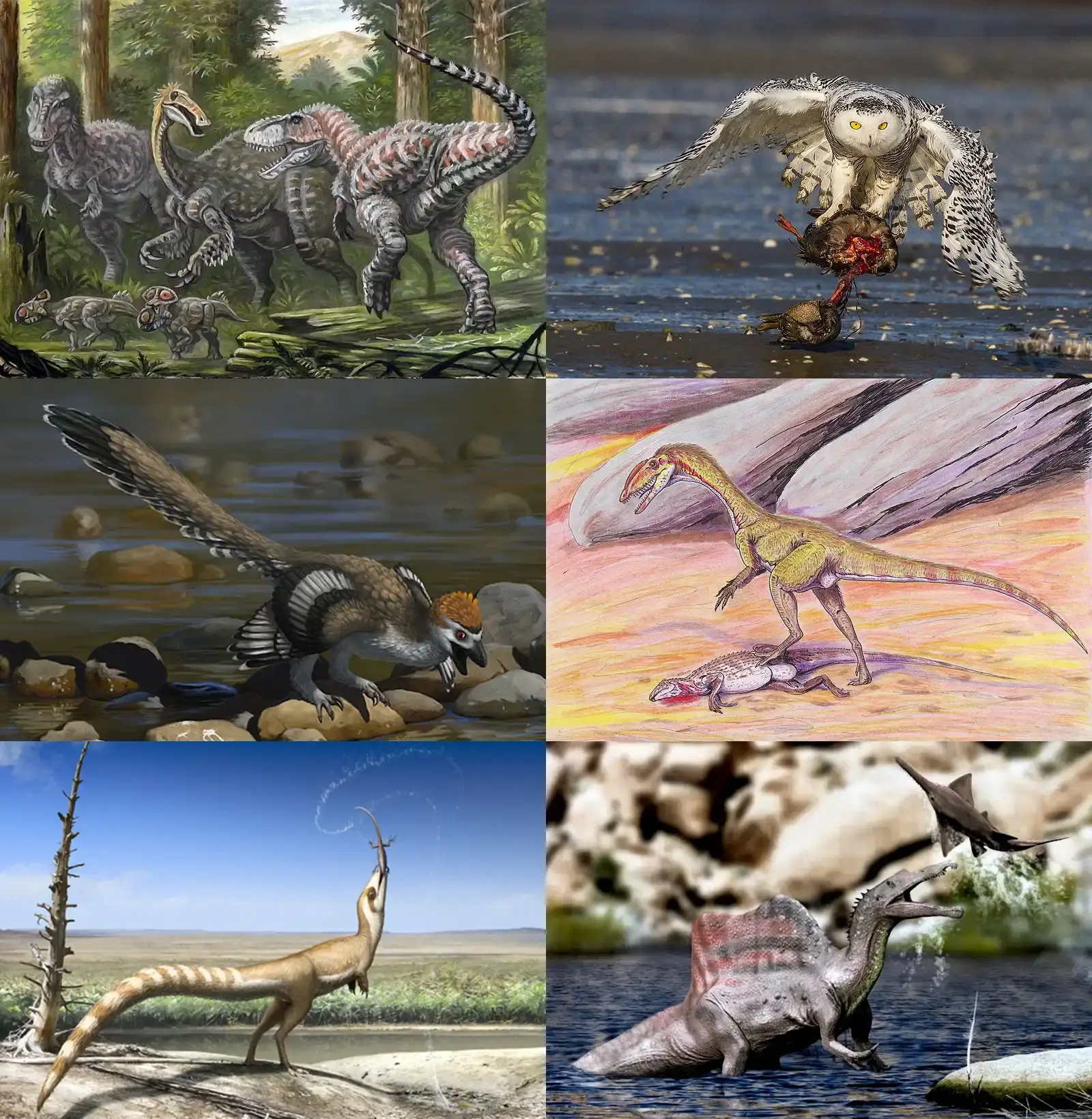 12. The Smartest Dinosaurs Could Have Evolved Further, Given Time (File:Tarbosaurus and Deinocheirus.jpg by ABelov2014
File:SnowyOwlAmericanBlackDuck.jpg by Chuck Homler d/b/a Focus On Wildlife
File:Zhenyuanlong life restoration.jpg by Emily Willoughby
File:Megapnosaurus DB.jpg by Dmitry Bogdanov
File:Sinosauropteryx with Dalinghosaurus.jpg by Robert Nicholls
File:Spinosaurus life restoration with Onchopristis.jpg by Nobu Tamura, CC BY-SA 4.0)