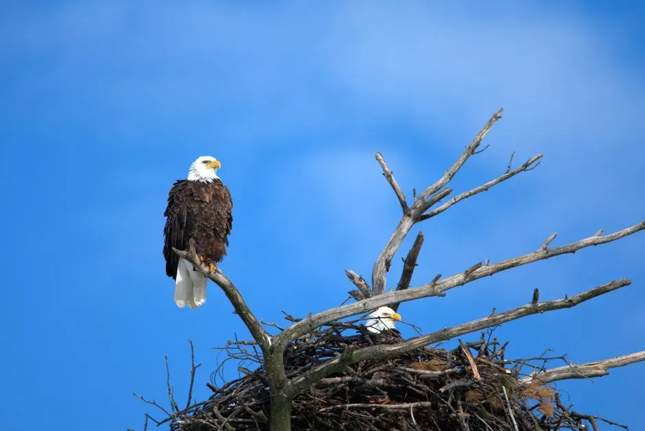 #6 - Some Nests Are Heavy Enough to Crush a Car (Image Credits: Pexels)