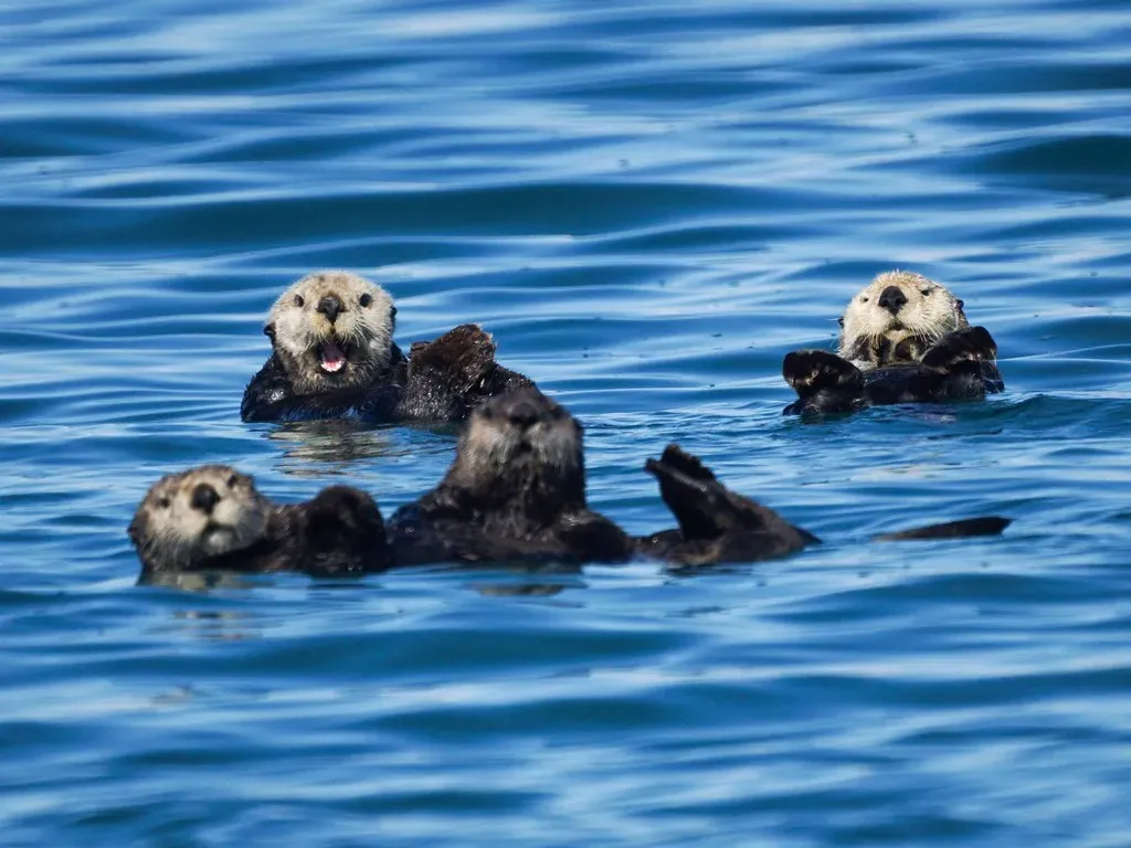Libra – The Sea Otter (Mike's Birds, Flickr, CC BY-SA 2.0)