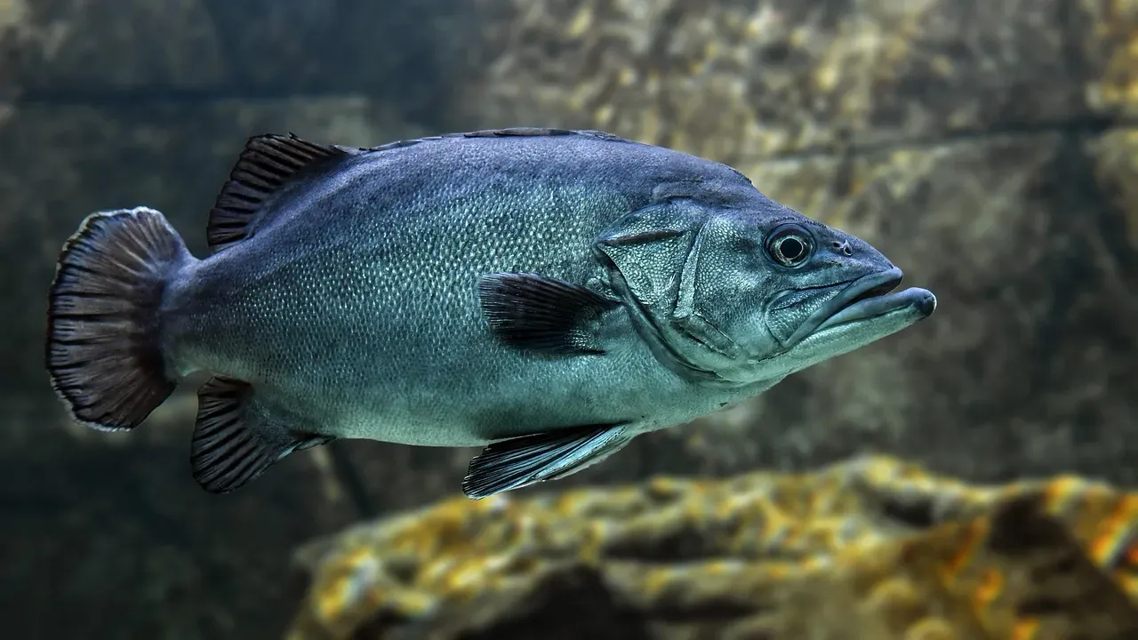 Fish Minds and the Rise of the Vertebrate Brain (Image Credits: Pixabay)