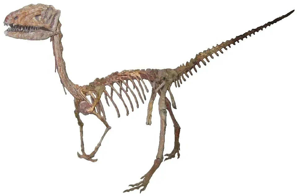 #11 - The "New" Dinosaur That Was Already Named Decades Earlier (Coelophysis skeletonUploaded by FunkMonk, CC BY-SA 2.0)