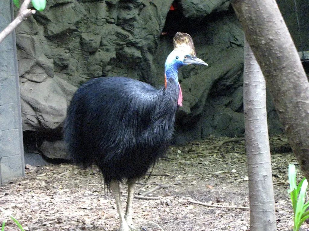 Living Proof: Modern Birds Are Dinosaurs in Disguise (grace_kat, Flickr, CC BY-SA 2.0)