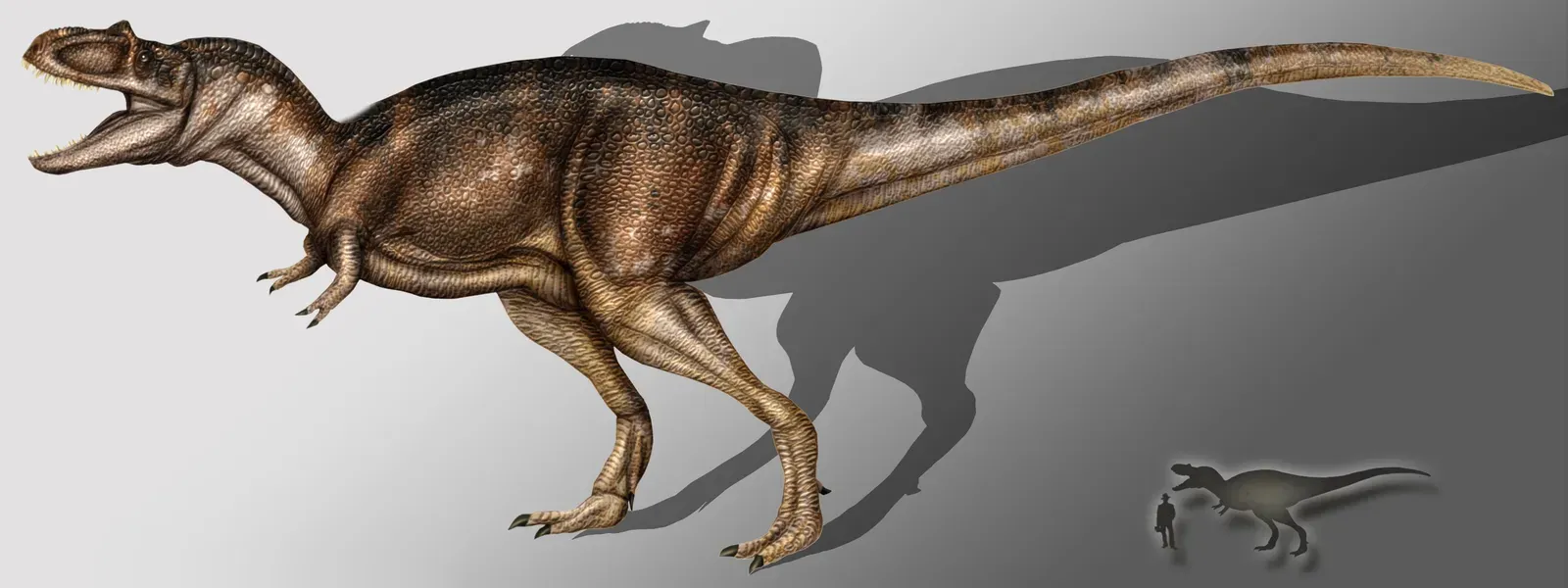 6. Albertosaurus - T-Rex's Smaller, Possibly Smarter Cousin (No machine-readable source provided. Own work assumed (based on copyright claims)., CC BY 3.0)