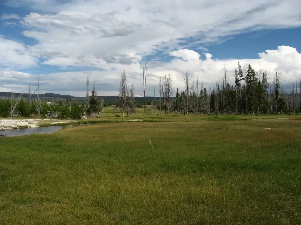 Grasslands Expanded Without Their Mega-Grazers (Image Credits: Flickr)