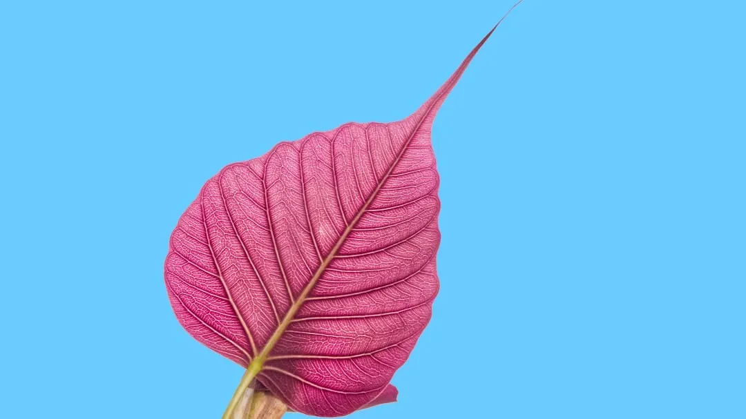 November: Claret and Inner Fire (Image Credits: Unsplash)