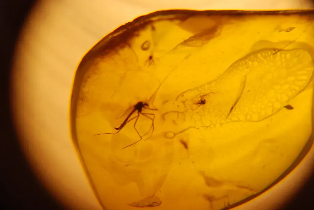 4. Dino DNA From Amber? Romantic Idea, Scientific Long Shot (quinet, Flickr, CC BY 2.0)