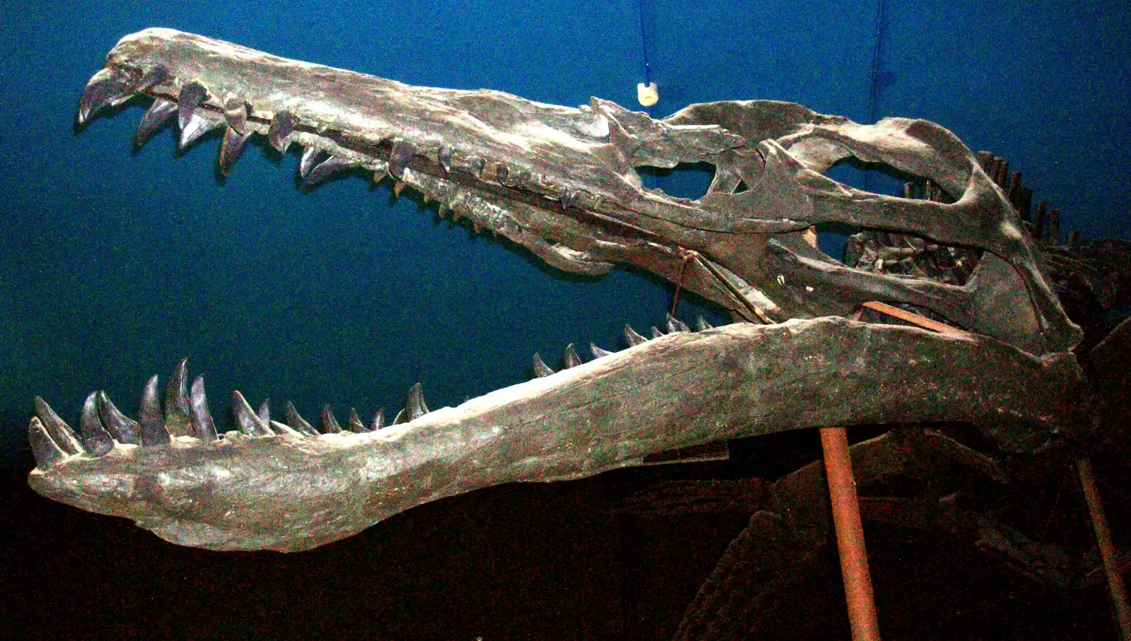 An Overbuilt Skull and a Bite Built for Butchery (By Ghedoghedo, CC BY-SA 3.0)