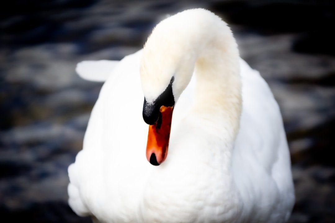 White Devotees Reflect the Pure Swan Energy (Image Credits: Unsplash)