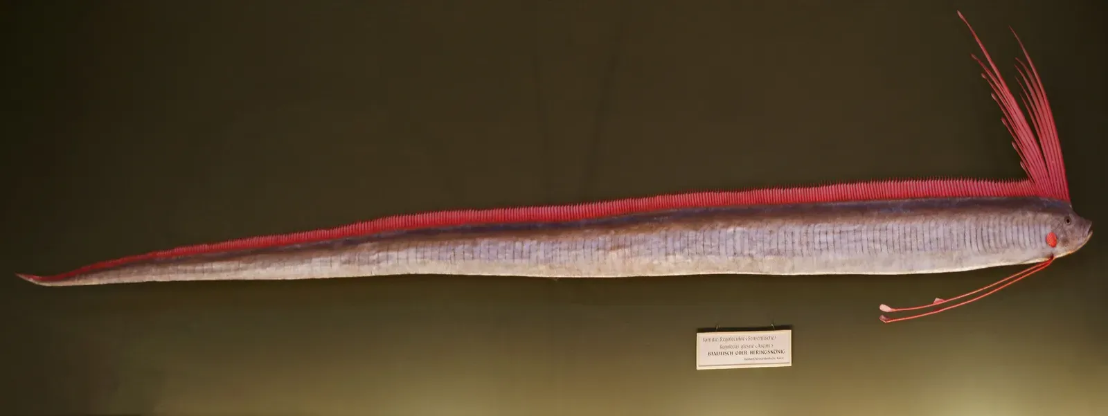 7. Oarfish – The Sea Serpent Behind the Stories (By Sandstein, CC BY 3.0)