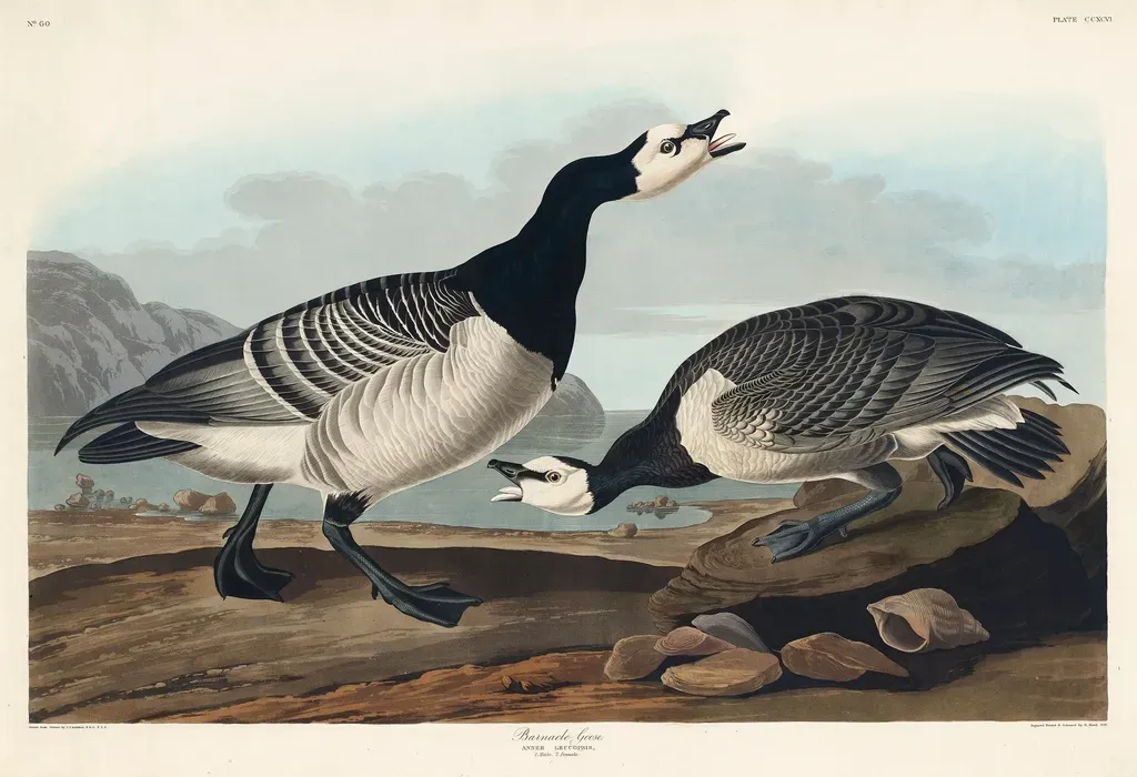 #10 - The Barnacle Goose Myth Convinced the Church Birds Grew From Shellfish (Image Credits: Rawpixel)