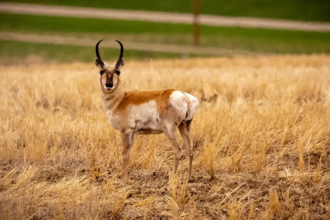 The Second-Fastest Land Mammal You’ve Probably Never Really Thought About (Image Credits: Unsplash)