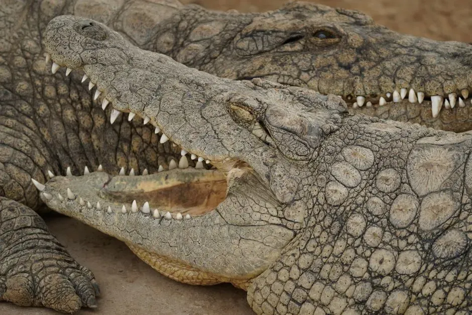 Reptile Hisses, Bird Calls, and Croc Bellows Offer Realistic Models (Image Credits: Pexels)