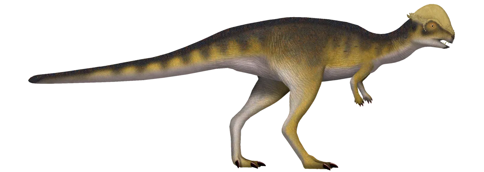 The Dome-Headed Wonder From Mongolia (Image Credits: Wikimedia)