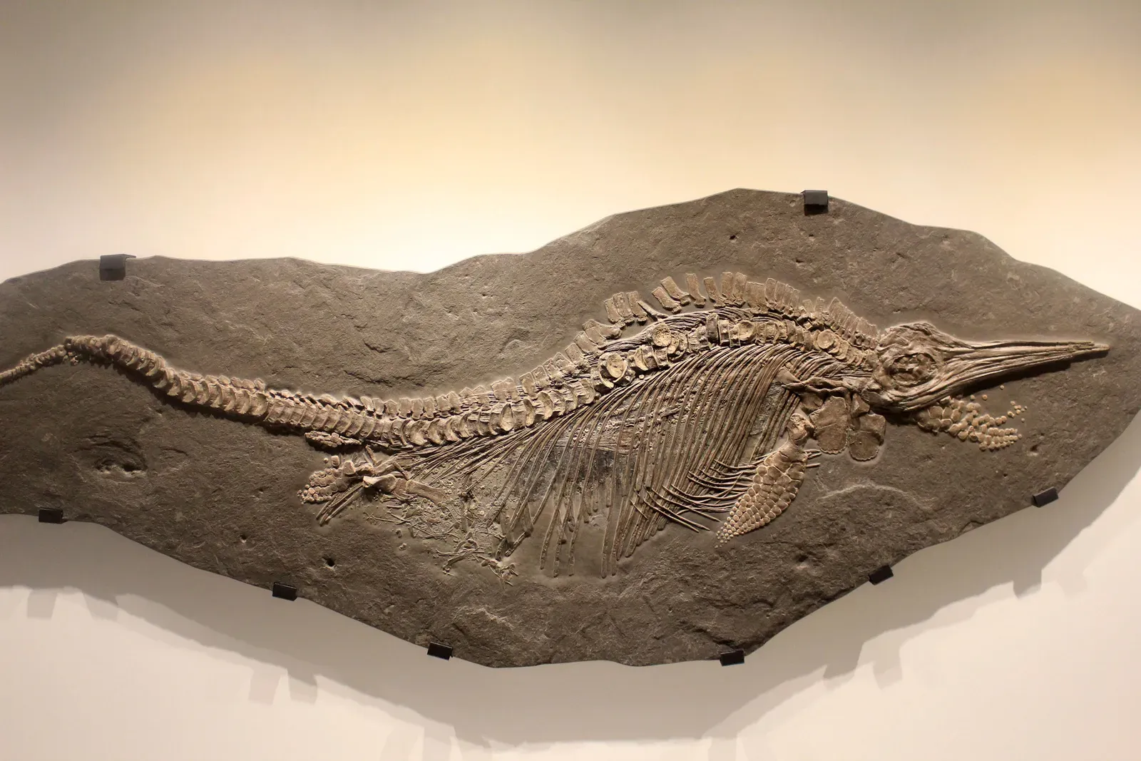 #4 - The "Kraken" Bones: A Controversial Theory Most Scientists Rejected (www.goodfreephotos.com (gallery, image), Public Domain)