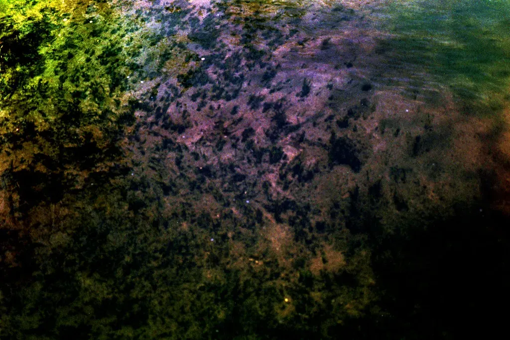 Why purple first, green later might actually make sense (benjaflynn, Flickr, CC BY 2.0)