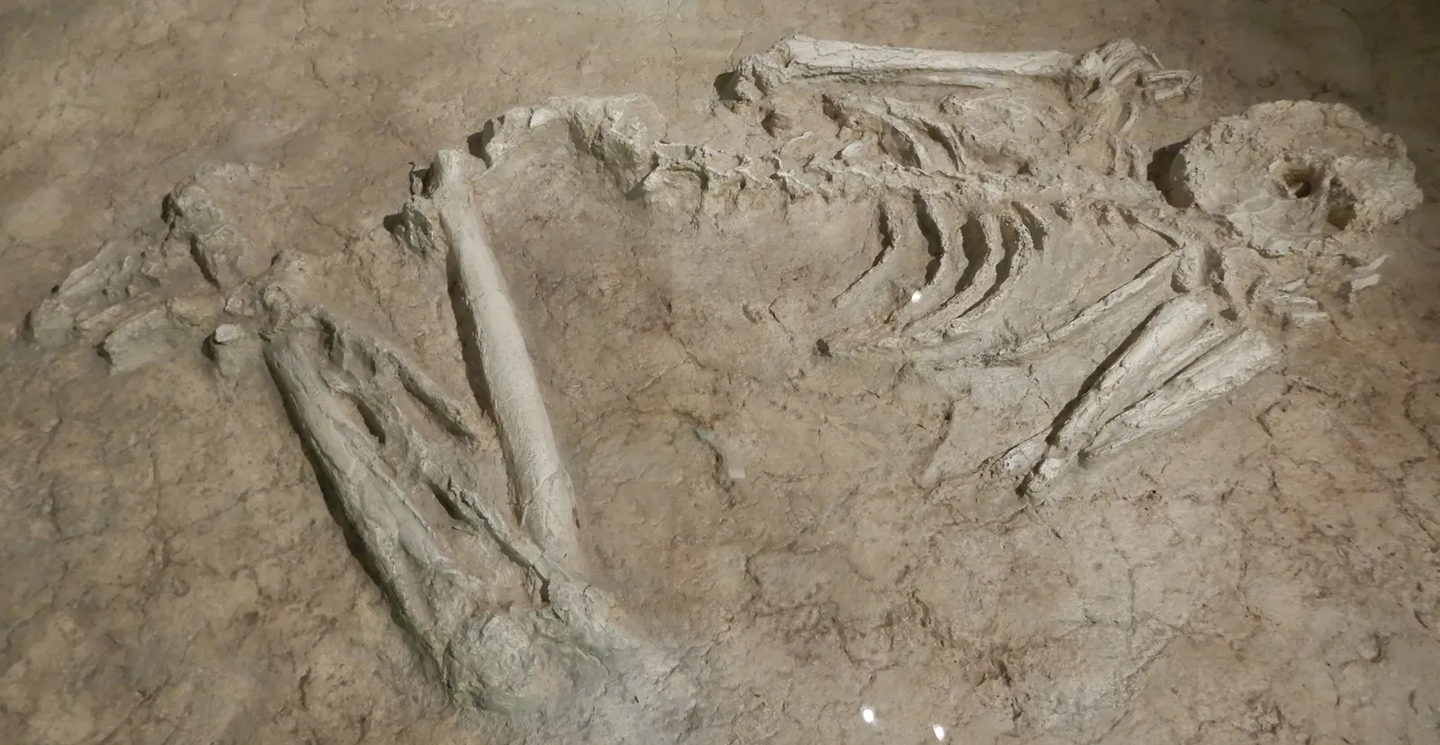 Anthropology Has Receipts: Evidence of Rich, Human Prehistoric Lives (By Zythème, CC BY-SA 4.0)