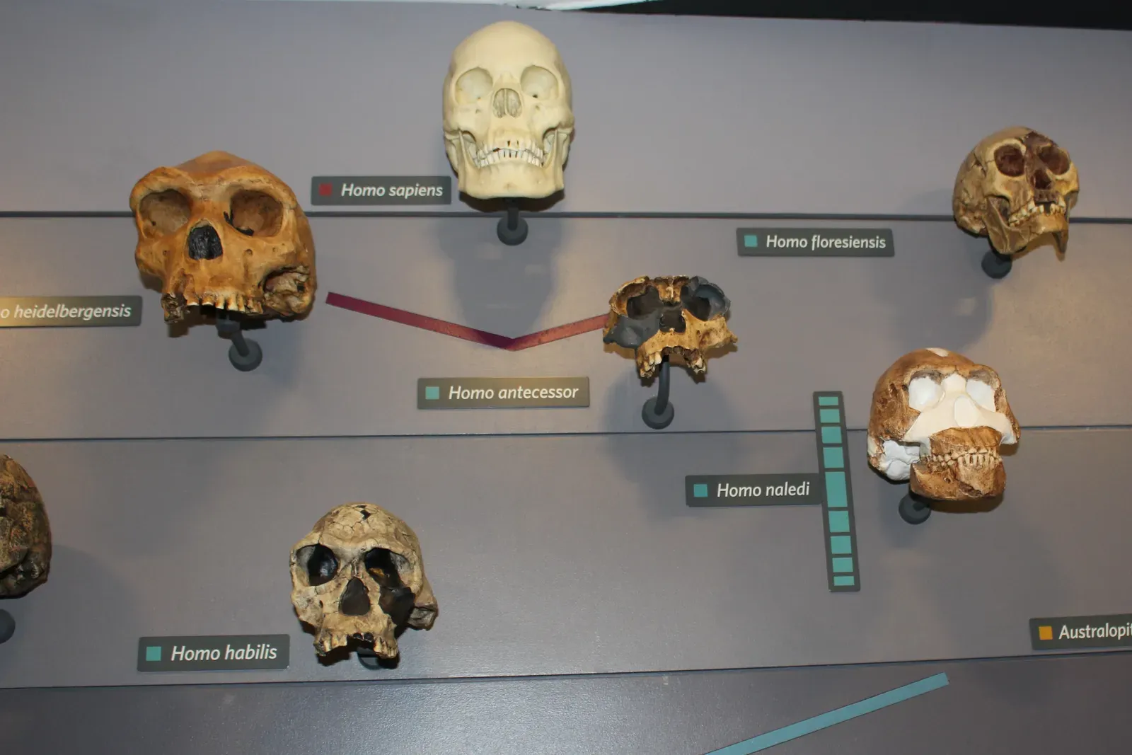 The Crowd Grows: Flores, Luzon, and Other “Hobbit-Sized” Mysteries (kindly granted by the author, CC BY-SA 4.0)