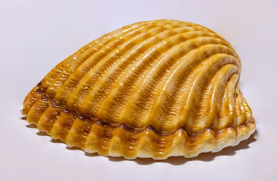 3. Massive Prehistoric Shellfish From Cleaner, Colder Seas (Image Credits: Pexels)