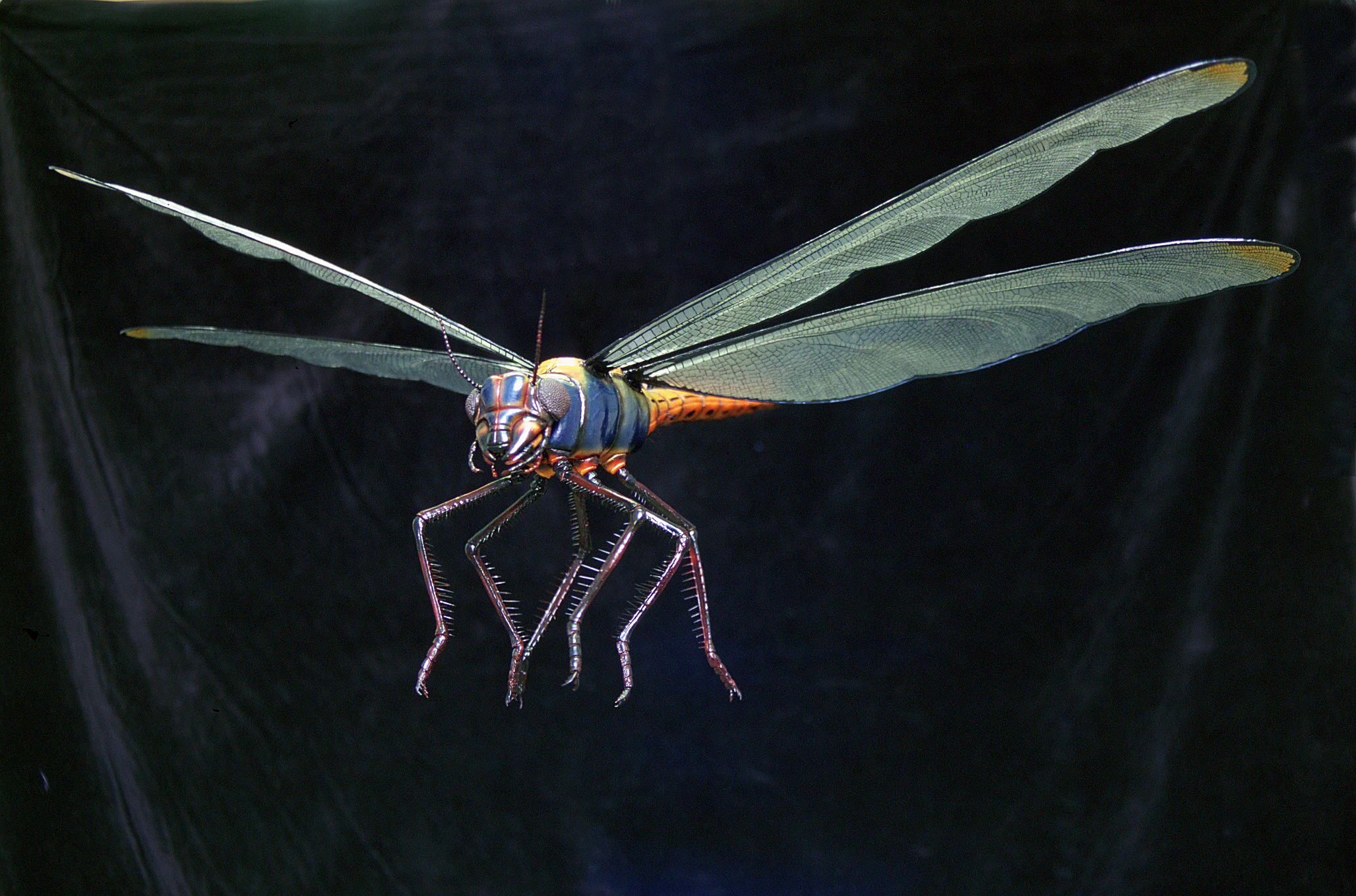 Meganeuropsis: The Ultimate Flying Predator (Image Credits: Wikimedia)