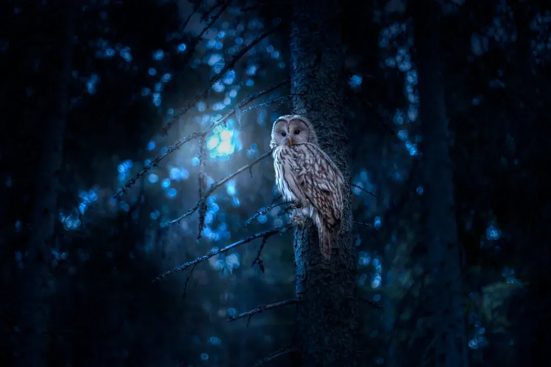 The Owl Guides You Through Darkness Into Hidden Wisdom (Image Credits: Unsplash)