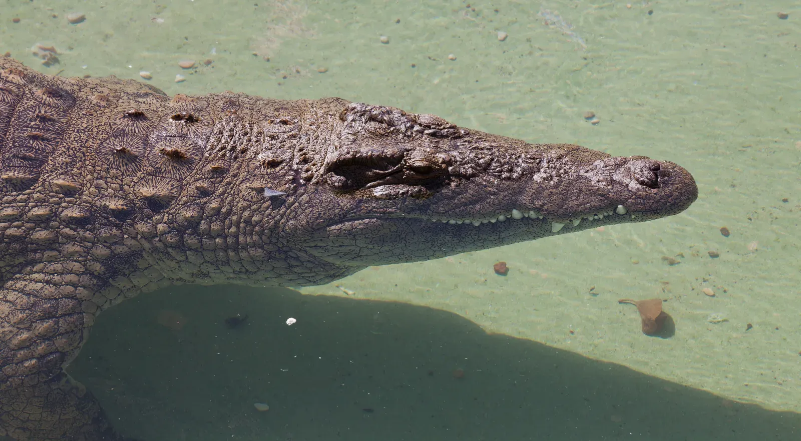 #9 - A Throat Built to Eat Underwater (By Luis Miguel Bugallo Sánchez (Lmbuga), CC BY-SA 3.0)