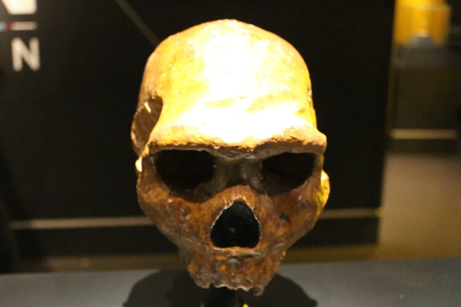 #7 - The Petralona Skull That Keeps Changing Species Every Decade (kindly granted by the author, CC BY-SA 4.0)