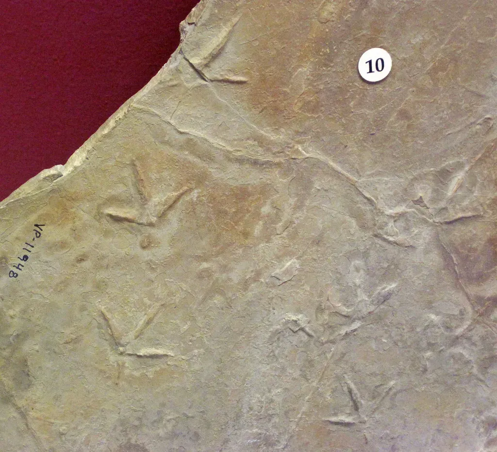 The John Day Fossil Beds: Ancient Footprints That Captured 50 Million Years of Ecosystem Change (James St. John, Flickr, CC BY 2.0)