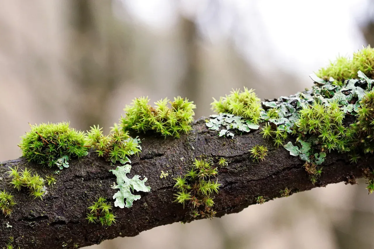 #1: Lichens – The Slow-Motion Cities on Tree Trunks (Image Credits: Pixabay)