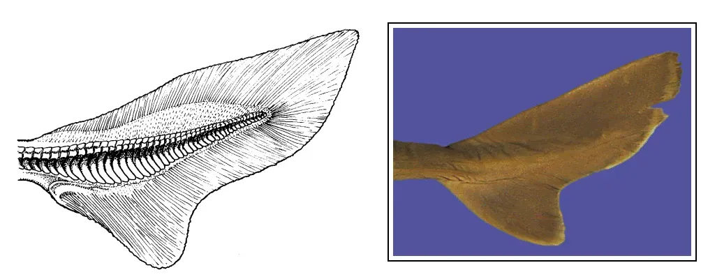 Heterocercal Tails for Improved Swimming Efficiency (Image Credits: Wikimedia)