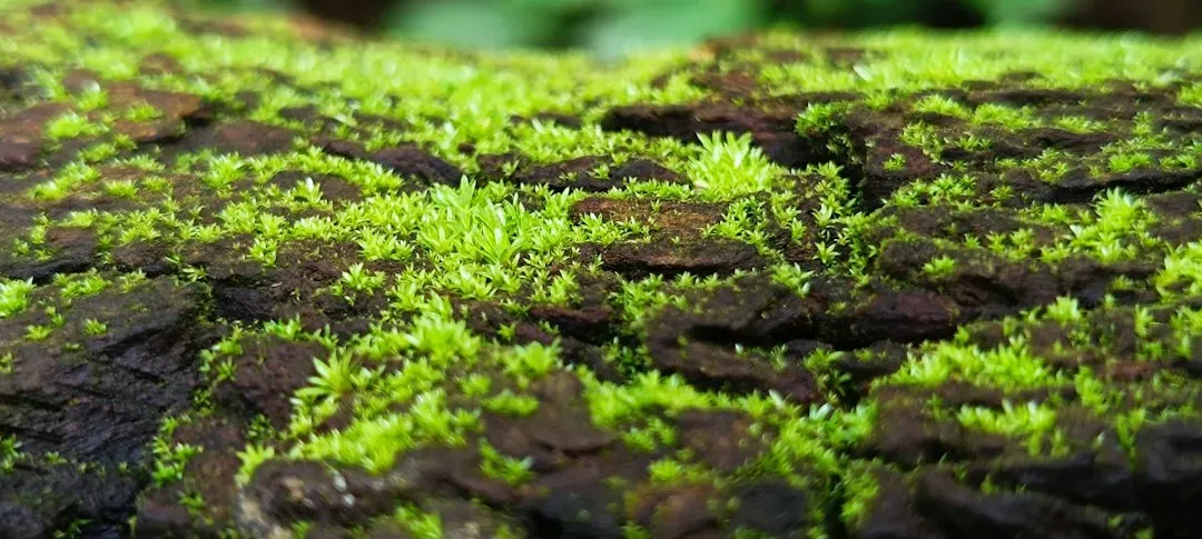#2: Mosses – Miniature Forests Growing on Forests (Image Credits: Unsplash)