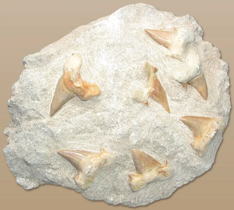 Shark Teeth Tell Ancient Tales (Image Credits: Wikimedia)