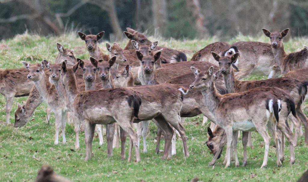 Social Butterflies: The Herd Mentality Connection (Image Credits: Flickr)