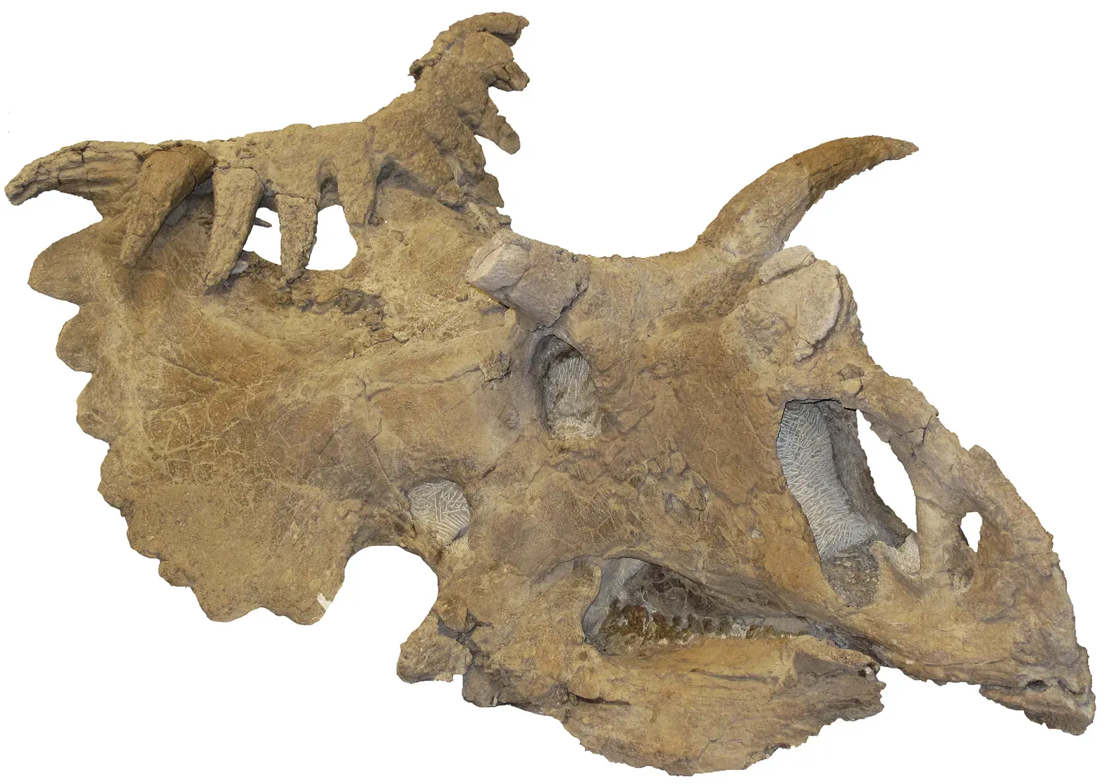 A Face Covered in Horns: What Kosmoceratops Actually Looked Like (By Kosmoceratops.png: Scott D. Sampson, Mark A. Loewen, Andrew A. Farke, Eric M. Roberts, Catherine A. Forster, Joshua A. Smith, Alan L. Titus
derivative work: ResidentAnthropologist (talk), CC BY 2.5)