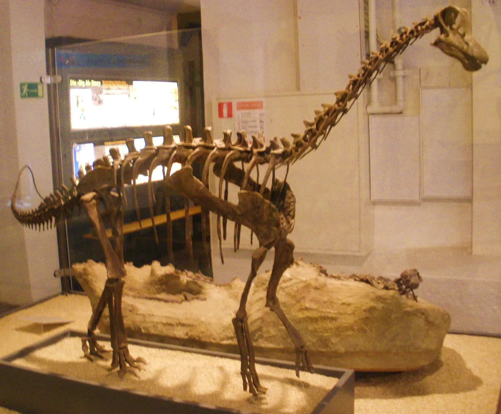 Some Baby Dinosaurs Had a Metabolism Closer to Birds Than to Reptiles (Image Credits: Wikimedia)