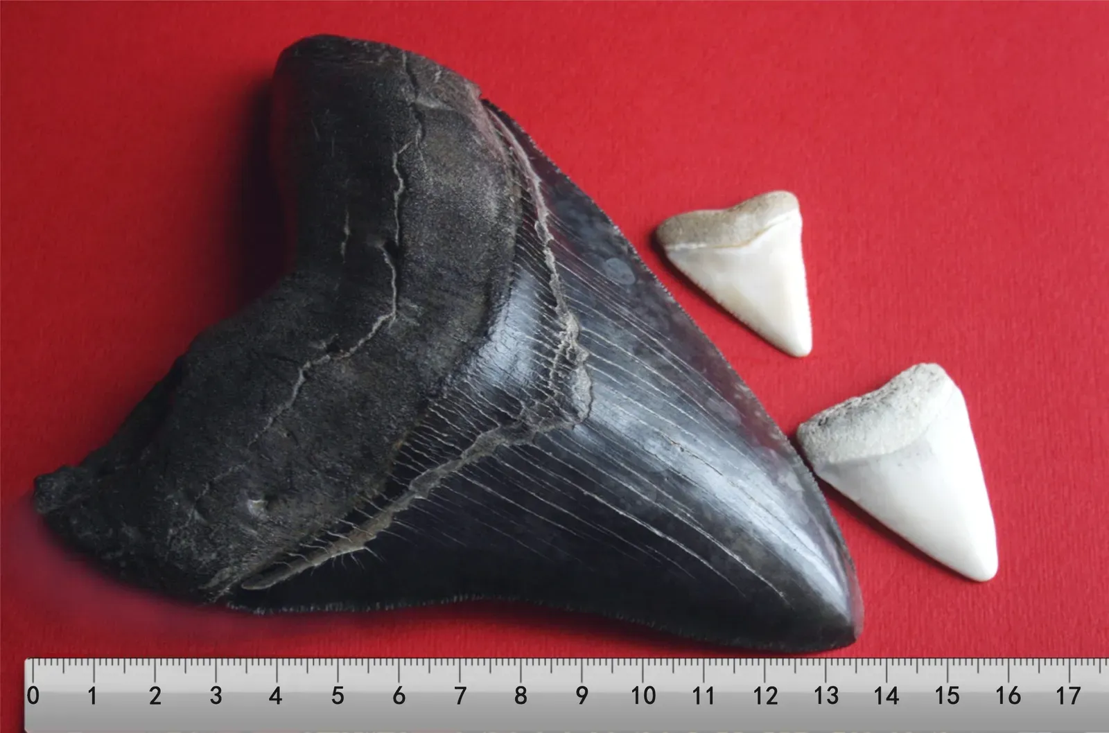 Conclusion: The Legend That Science Keeps Rewriting (This file was derived from: Megalodon tooth with great white sharks teeth-3.jpg: This file was derived from:Megalodon tooth with great white sharks teeth.jpg:
BlueRuler 36cm.png:
Own work, CC BY-SA 3.0)