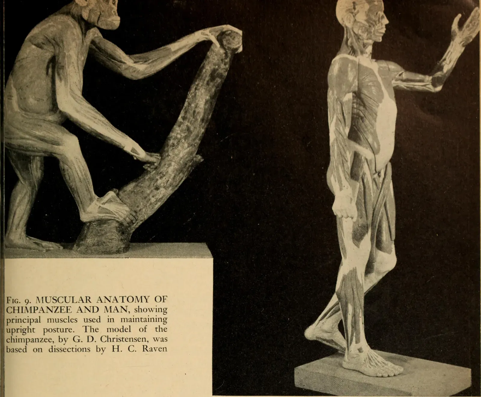 Why This Idea Is So Radical: Challenging the “Chimp‑Like Ancestor” Myth (By Internet Archive Book Images, No restrictions)