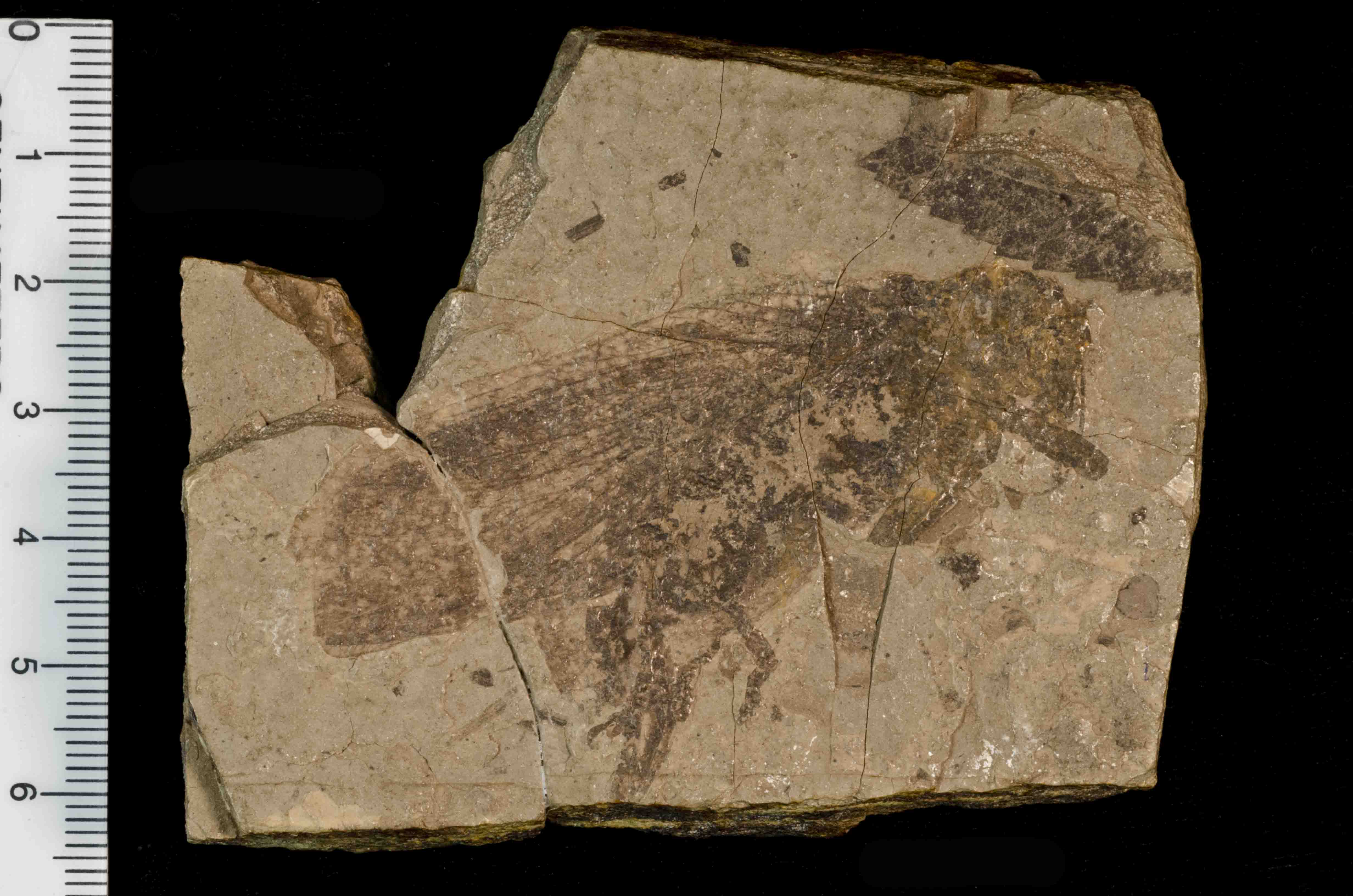 The Sophisticated Cricket Symphony (Image Credits: Wikimedia)