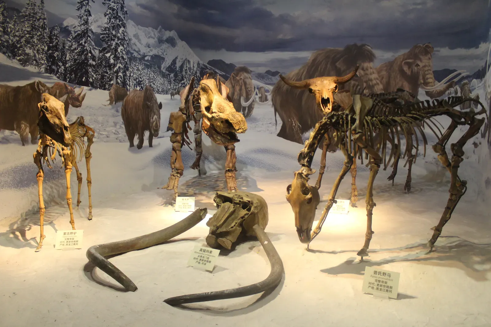 #10 - The Megalithic "Beasts" Built From Random Megafauna Bones (By Jonathan Chen, CC BY-SA 4.0)