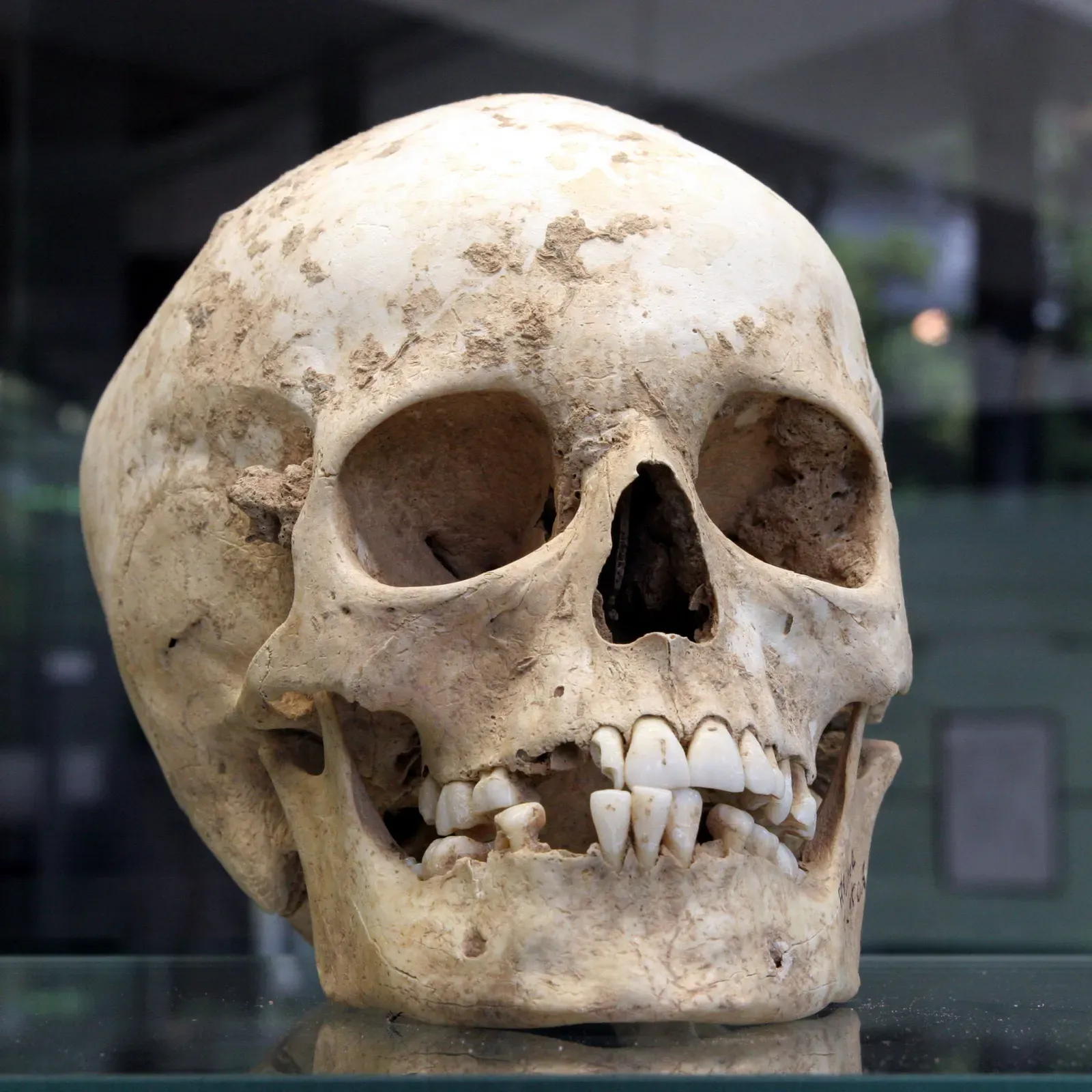 #14 - Farmers, Not Just Hunter-Gatherers, Practiced Cannibalism Too (By Kuebi = Armin Kübelbeck, CC BY-SA 3.0)