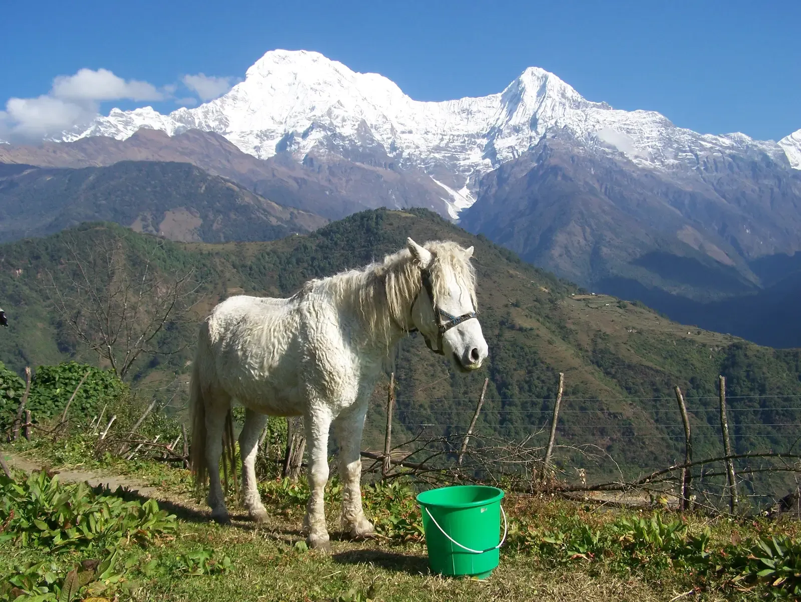 #21 - Barnum's "Woolly Horse" Was Just a Regular Horse With a Weird Coat (By Nancy Collins, CC BY-SA 3.0)